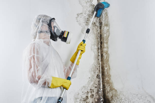 Best Bathroom Mold Remediation in Abernathy, TX