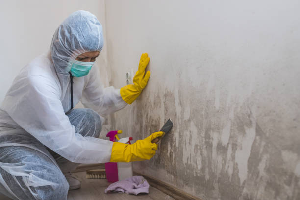 Best Mold Remediation for Specific Building Types in Abernathy, TX