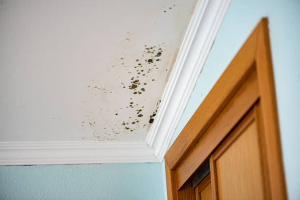 Best Basement Mold Remediation in Abernathy, TX
