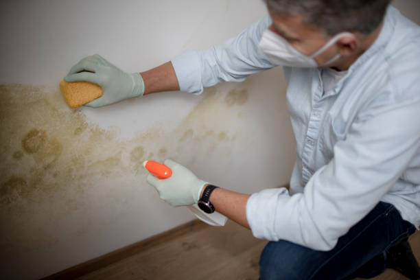Best Industrial Mold Remediation in Abernathy, TX