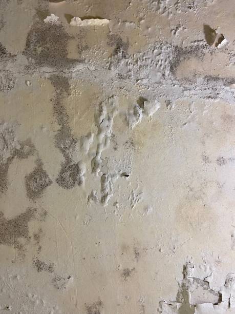  Abernathy, TX Mold Removal Pros