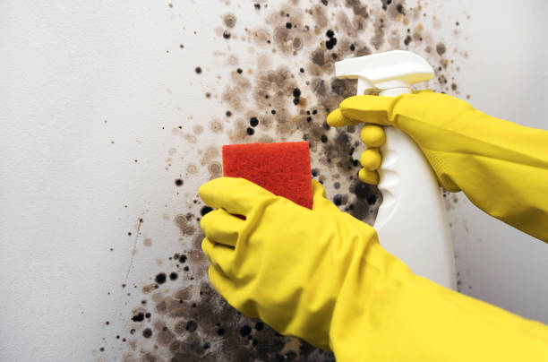 Best Residential Mold Remediation in Abernathy, TX