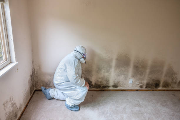 Best Attic Mold Remediation in Abernathy, TX