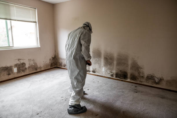 Best Attic Mold Remediation in Abernathy, TX