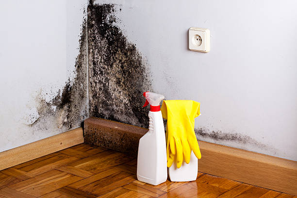 Best Residential Mold Remediation in Abernathy, TX