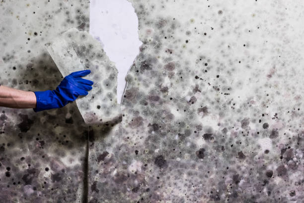 Best Localized Mold Remediation (e.g., coastal areas, humid climates) in Abernathy, TX