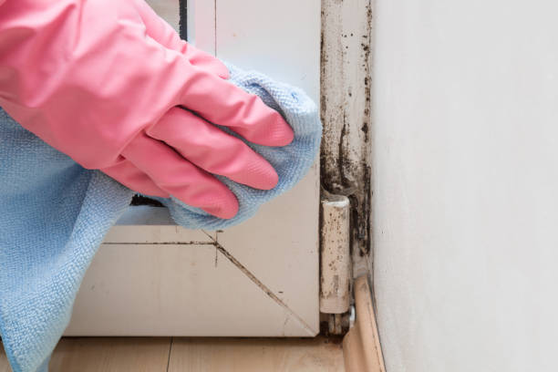 Best HVAC Mold Remediation in Abernathy, TX
