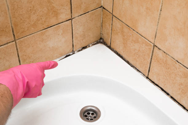 Best White Mold Remediation in Abernathy, TX